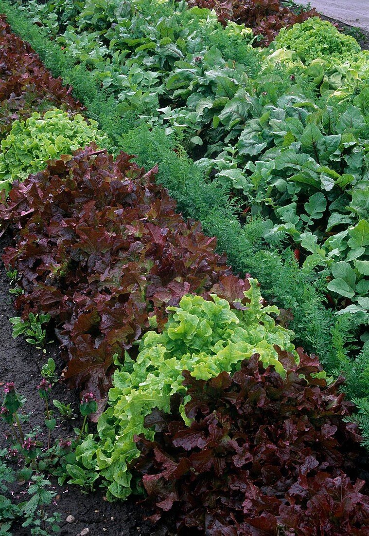 Mixed culture with red and green lactuca, carrots, carrots (Daucus carota) and radishes (Raphanus)