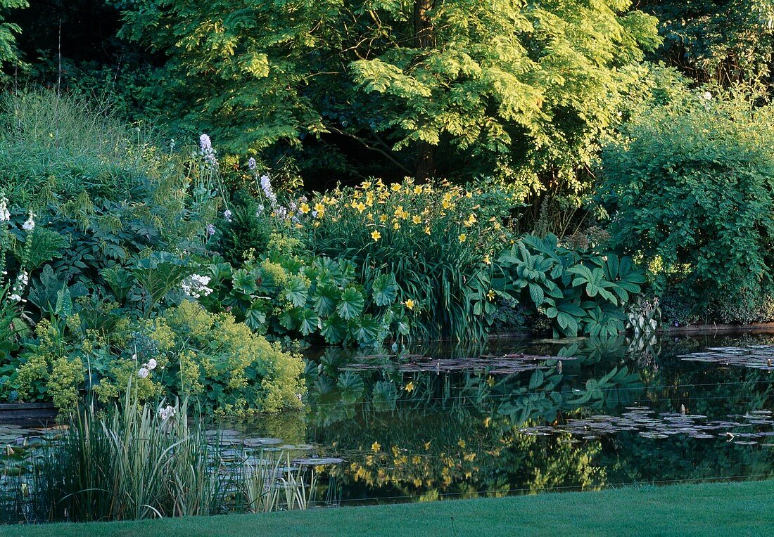 Natural pond with dense riparian planting - Alchemilla (lady's mantle), Hemerocallis (daylilies), Rodgersia aesculifolia (chestnut-leaved show-leaf) and Peltiphyllum peltatum syn. Darmera peltata (shield-leaf).