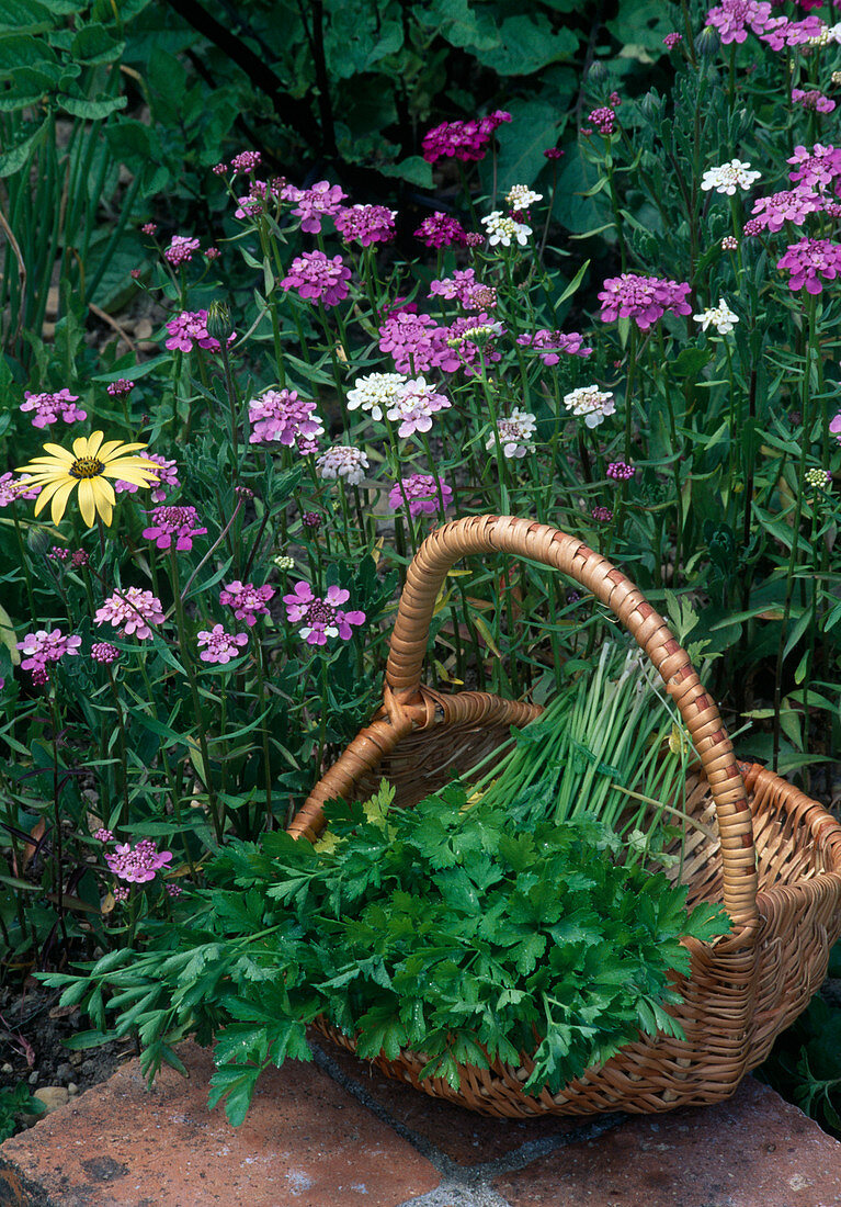 Freshly harvested parsley (Petroselinum) in a basket at the bed with Iberis (ribbon flowers)