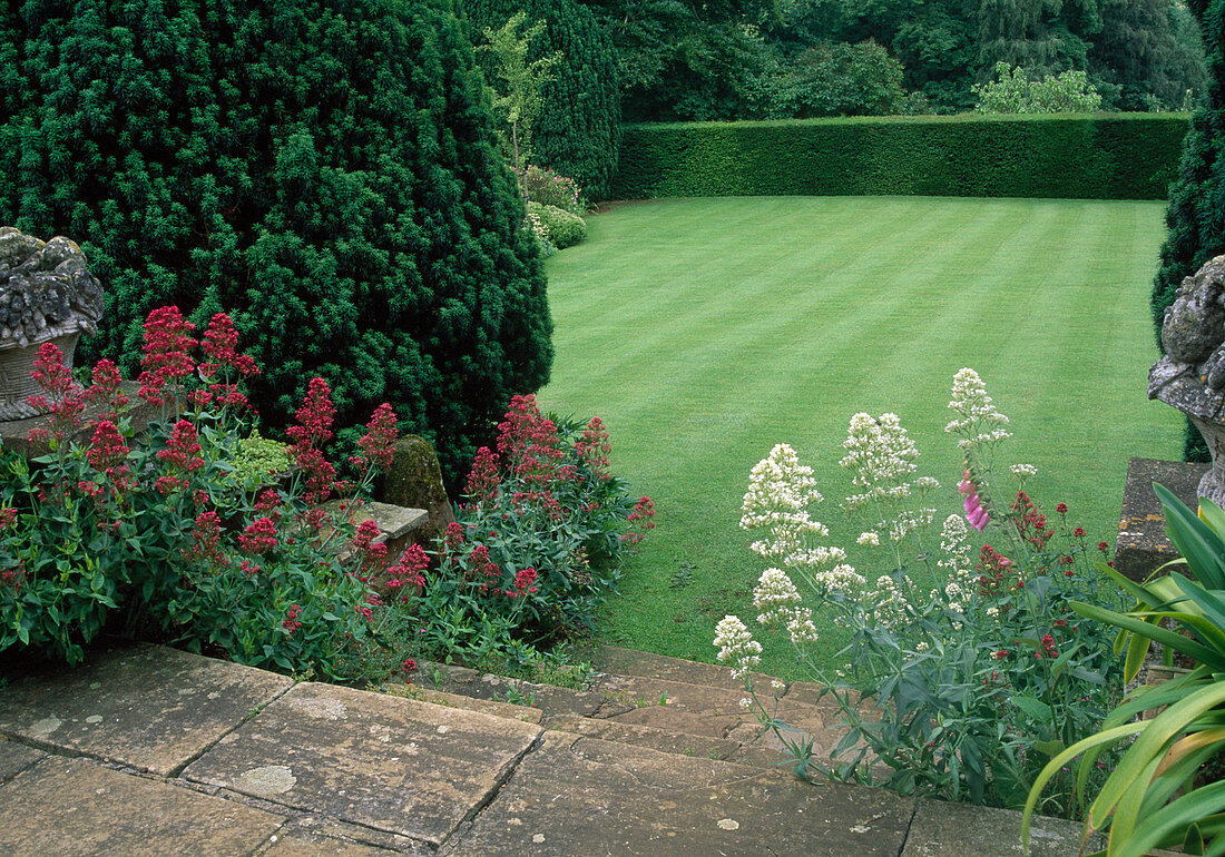 View from stairs with Centranthus ruber (spurge) and Taxus (yew) to striped lawn, area bordered by hedge