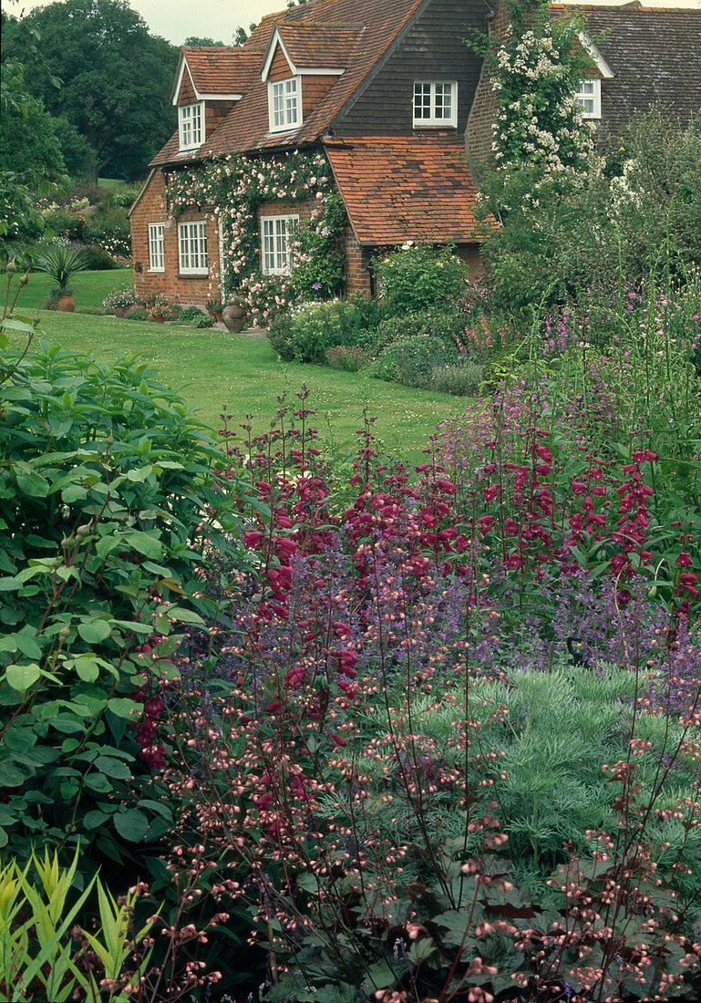 Blick vom Staudenbeet mit Penstemon (Bartfaden), Heuchera (Purpurglöckchen), Artemisia (Silberraute) und Nepeta (Katzenminze) auf Landhaus mit Rosa (Kletterrosen) an der Hauswand