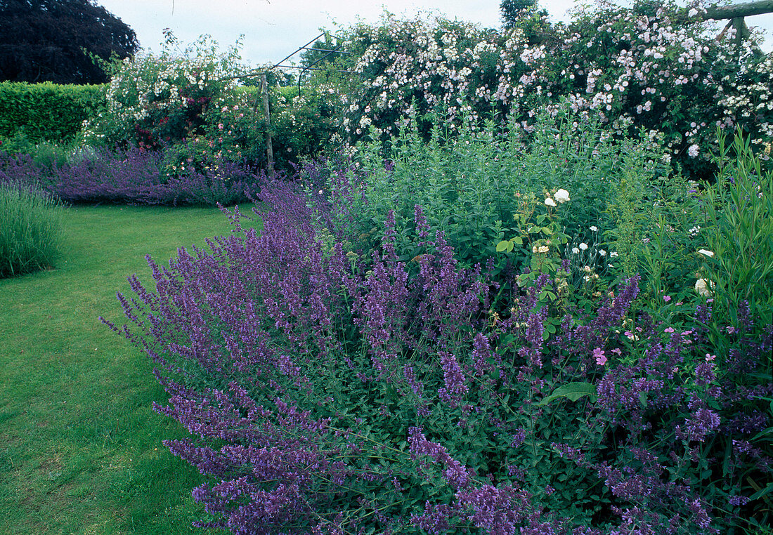 Blau-weisser Garten mit Nepeta (Katzenminze) und Rosa (Kletterrosen, Ramblerrosen)
