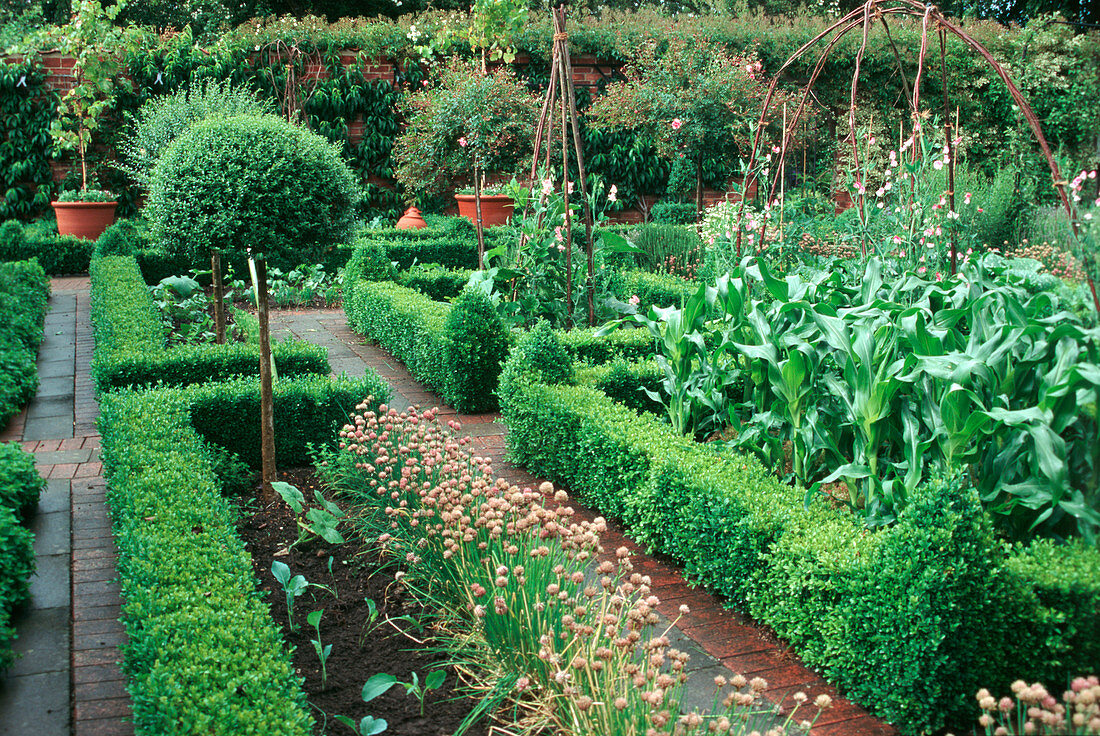 Formal garden with hedges of Buxus (box), Ligustrum (privet) stems, chives (Allium schoenoprasum), sweet corn (Zea mays)