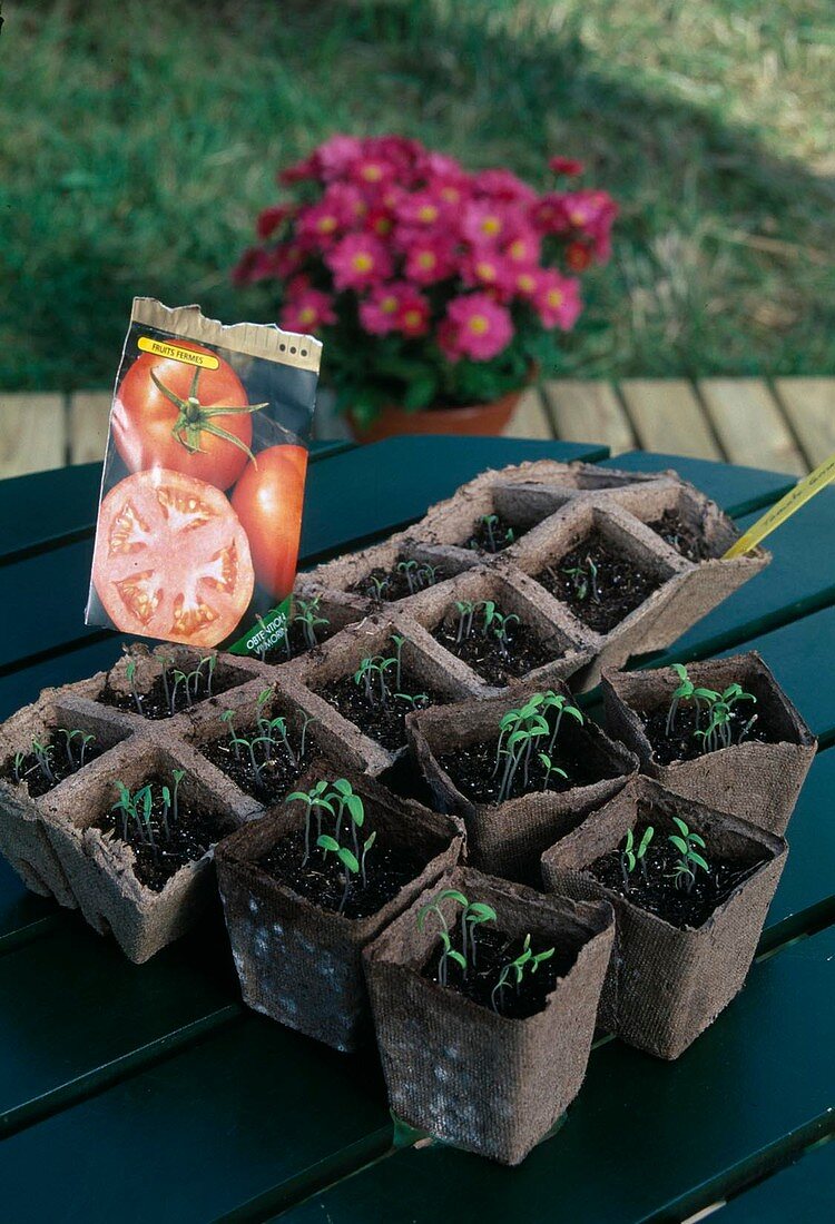 Freshly sprouted seedlings of tomatoes (Lycopersicon) in peat pots