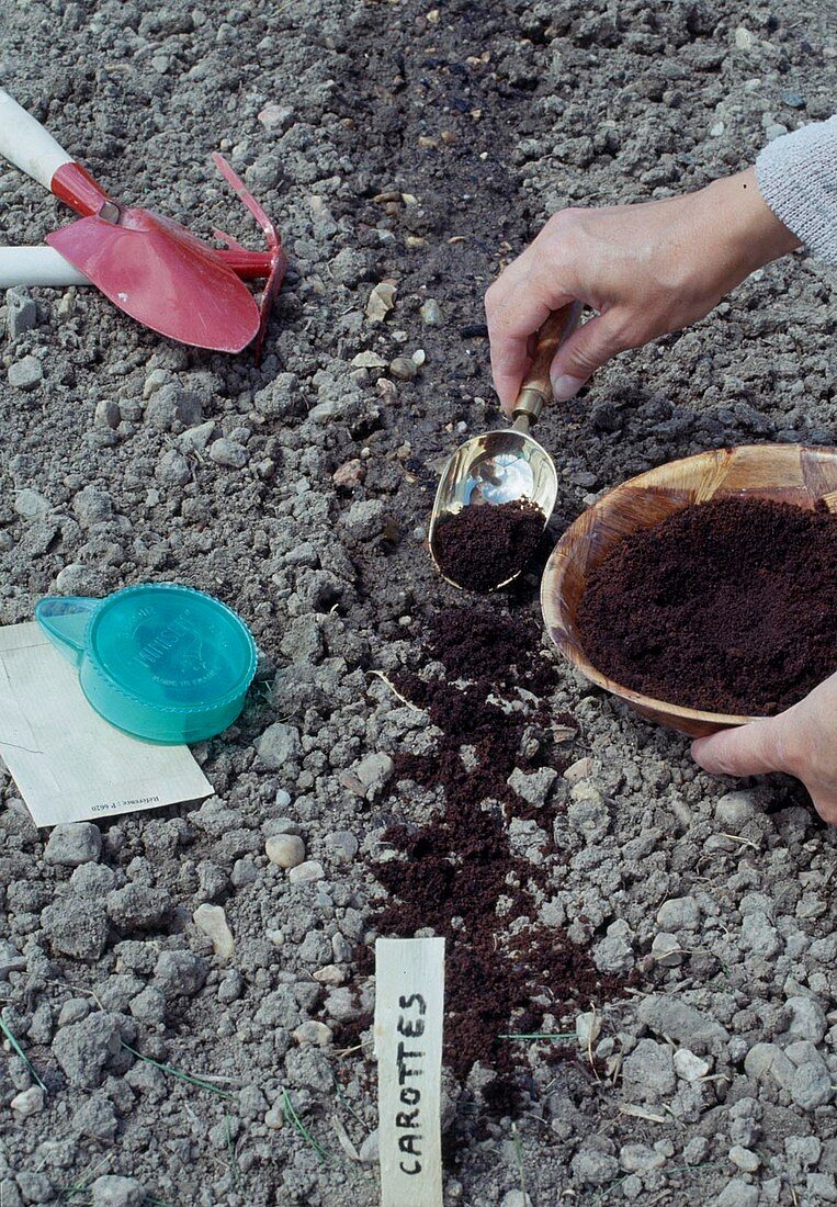 Kaffeesatz auf die Samen von Möhren, Karotten (Daucus carota) fördert die Keimung und wirkt gleichzeitig als Dünger