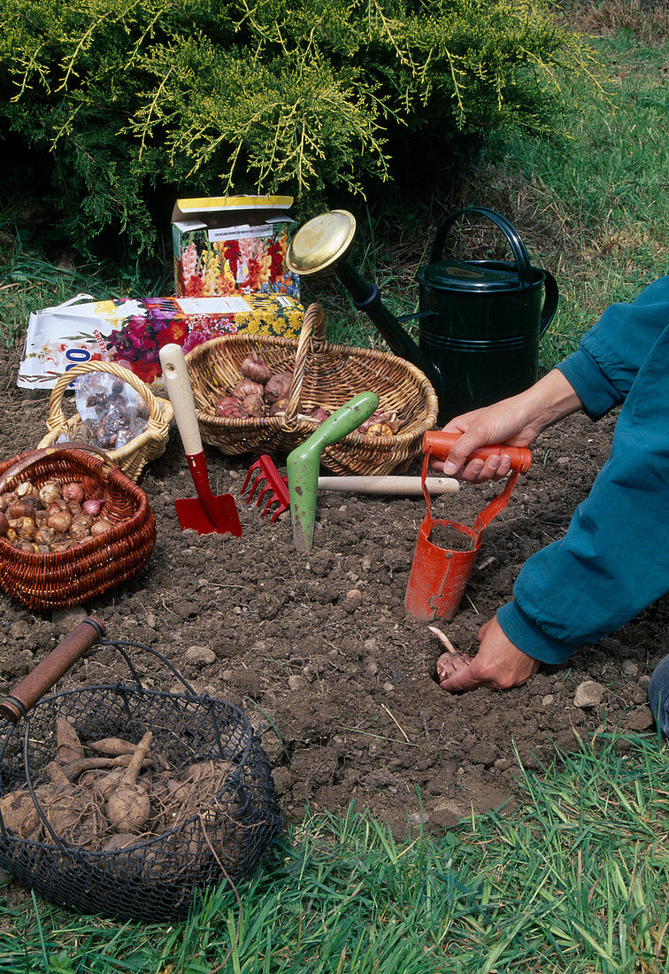 Planting summer bulbs in May: Gladiolus (gladioli), basket with dahlia tubers