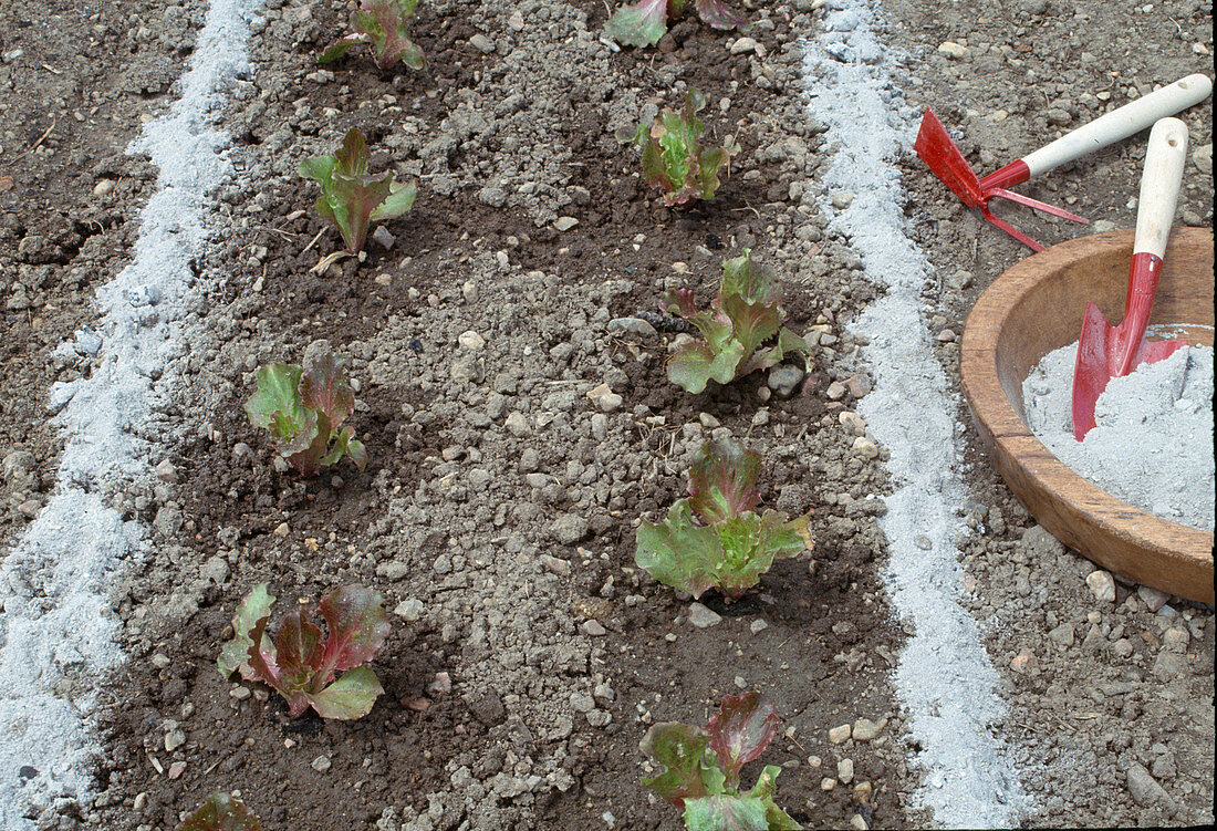 Wood ash around freshly planted lettuce (lactuca) to keep pests away