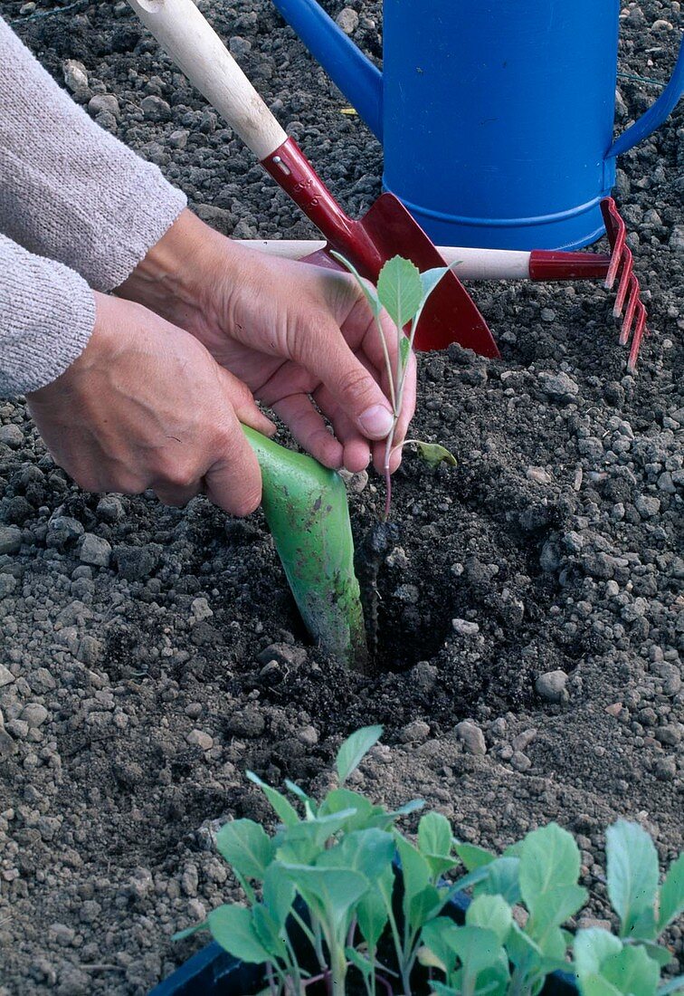 Planting cabbage plants