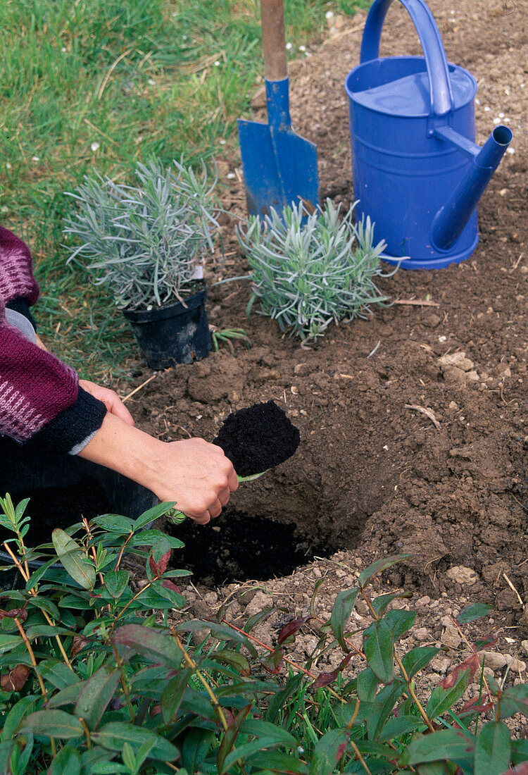 1. Step: Lavendel Pflanzen, Humus Einfüllen