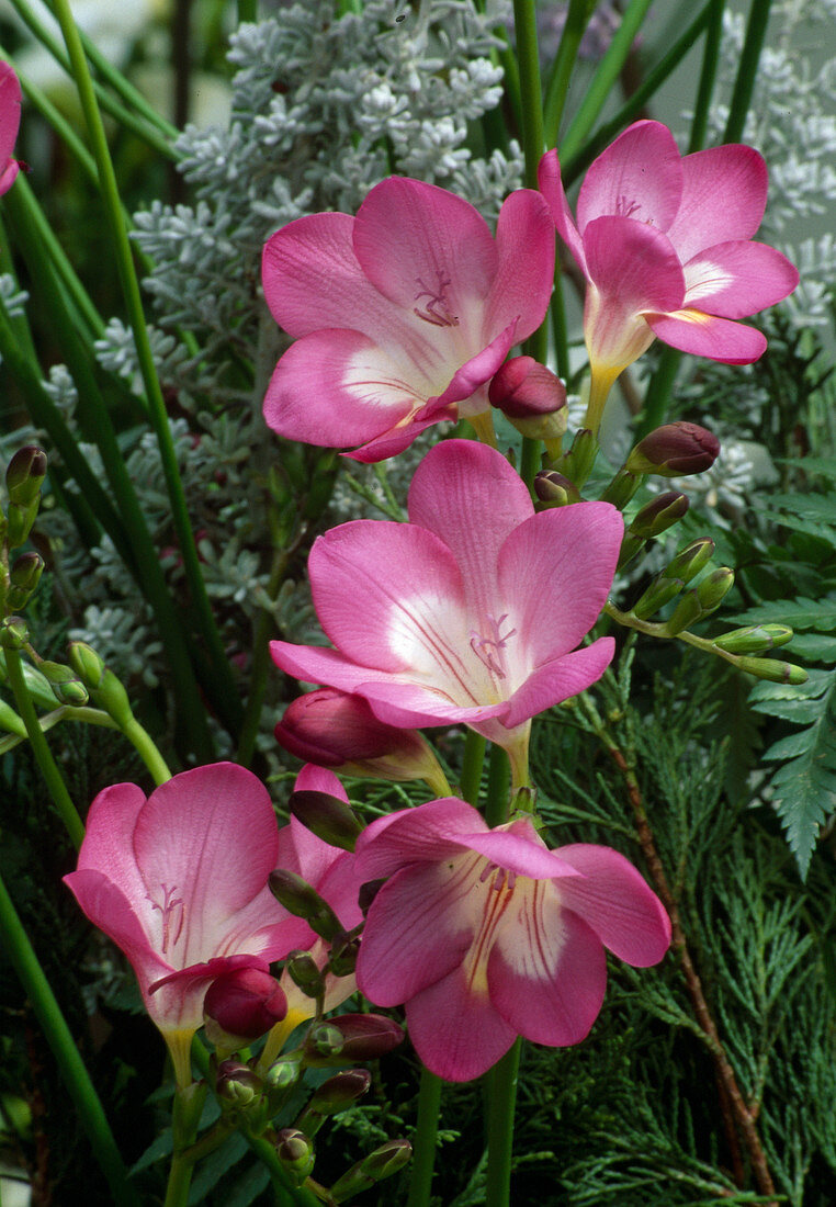 Freesia 'Pink Devotion' (Freesie)