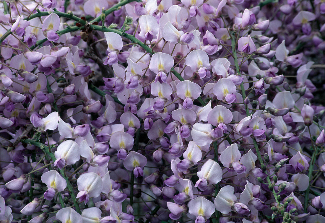 Wisteria sinensis 'Caroline' (Chinese blue vine)