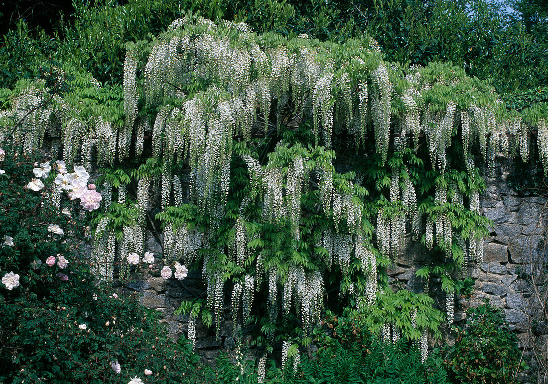 Wisteria sinensis 'Alba' (Chinesischer Blauregen)