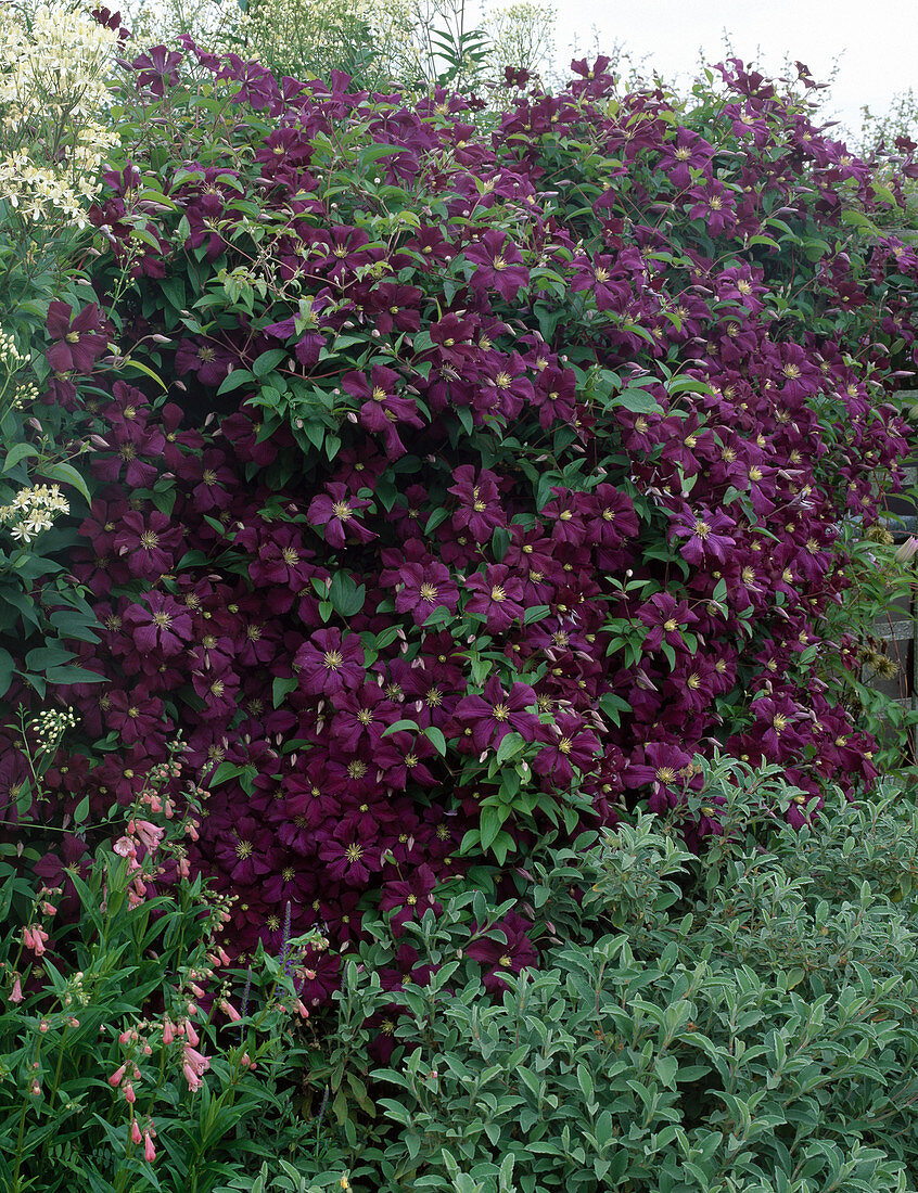 Clematis viticella 'Etoile Violette' (Waldrebe)