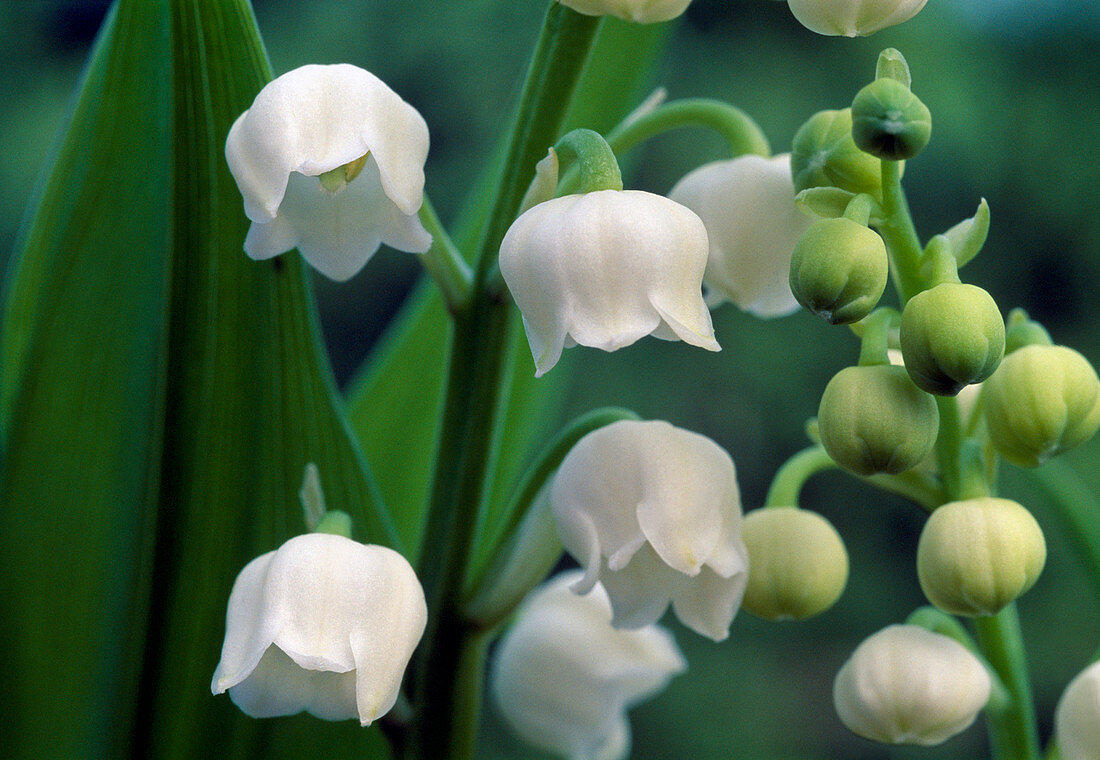 Convallaria