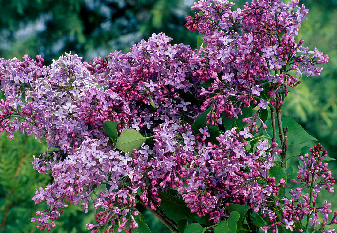 Syringa vulgaris (lilac)