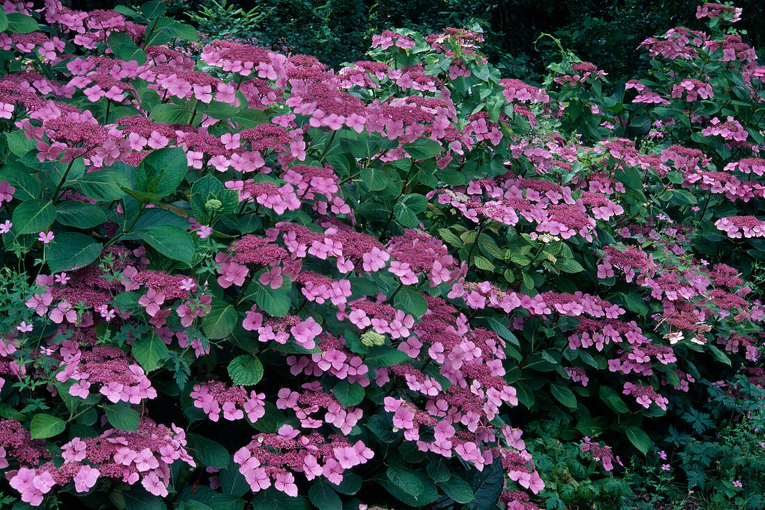 Hydrangea serrata 'Koreana'