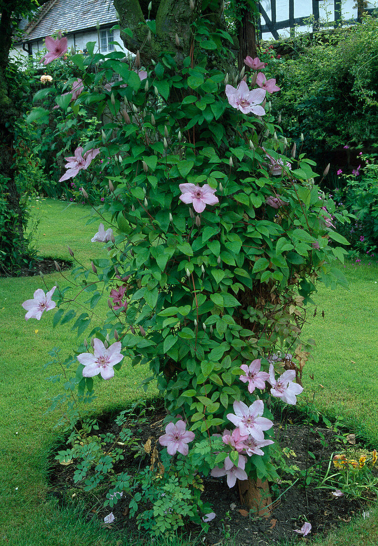Clematis 'Hagley Hybrid' (Clematis) with tree tops