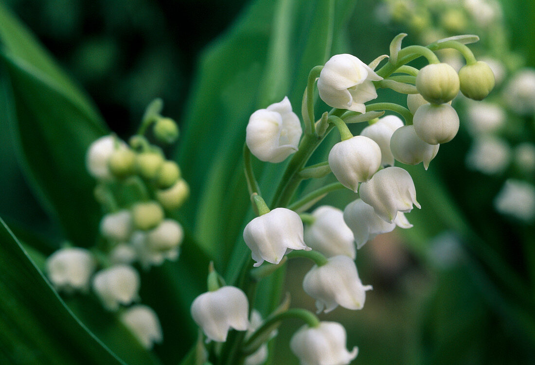 Convallaria