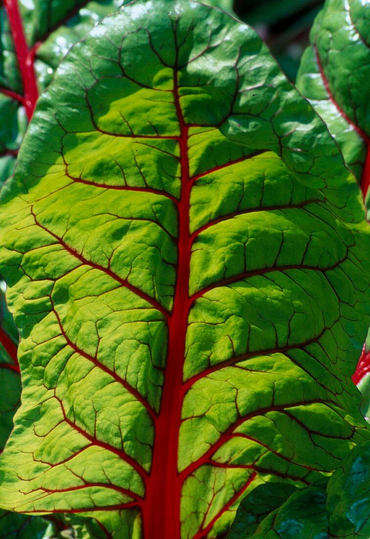 Blatt von Mangold (Beta vulgaris) mit roten Blattadern