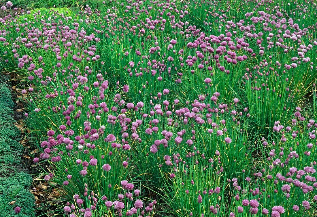 Beet mit blühendem Schnittlauch (Allium schoenoprasum)