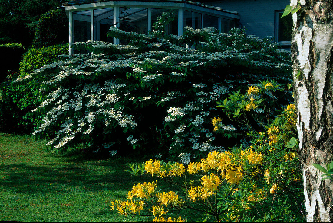 Viburnum plicatum 'Mariesii' (Etagen-Schneeball), Rhododendron luteum (Gartenazalee)