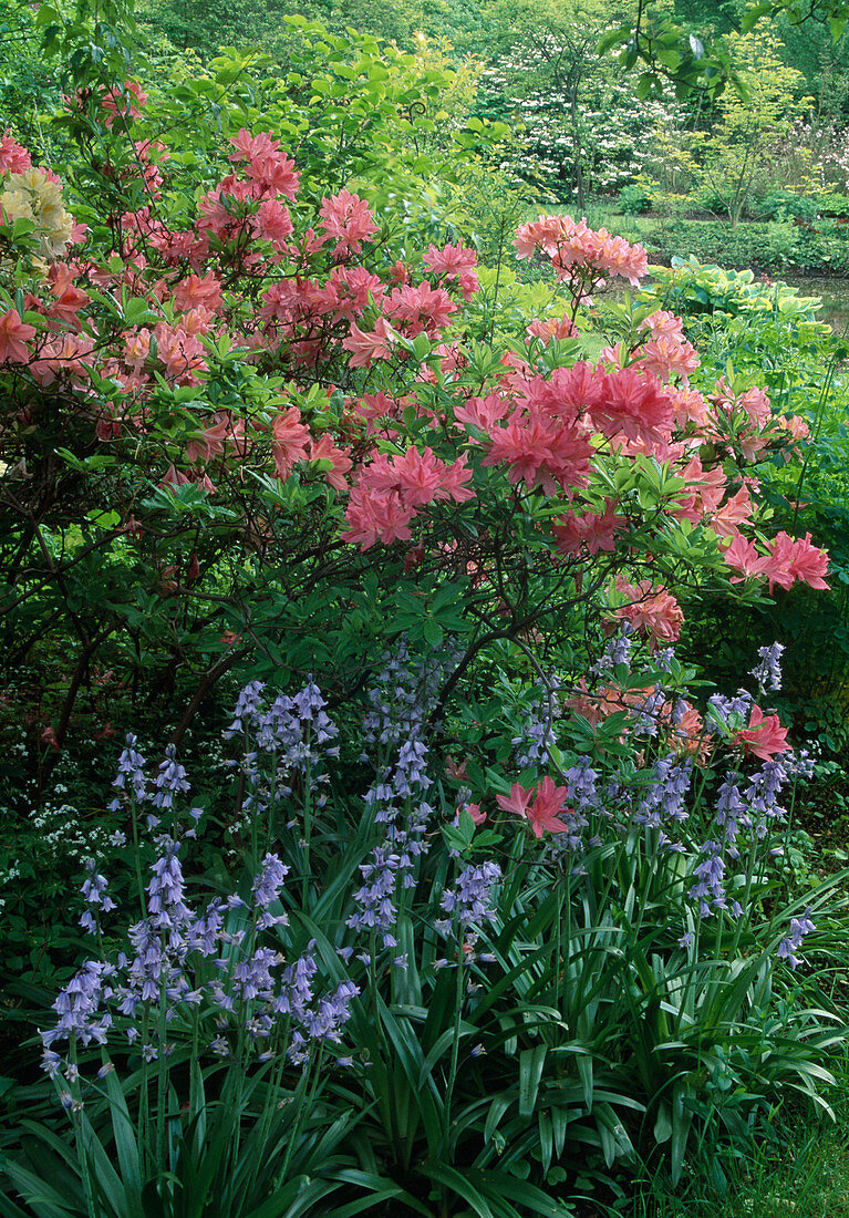 Azalea, Hyacinthoides hispanica