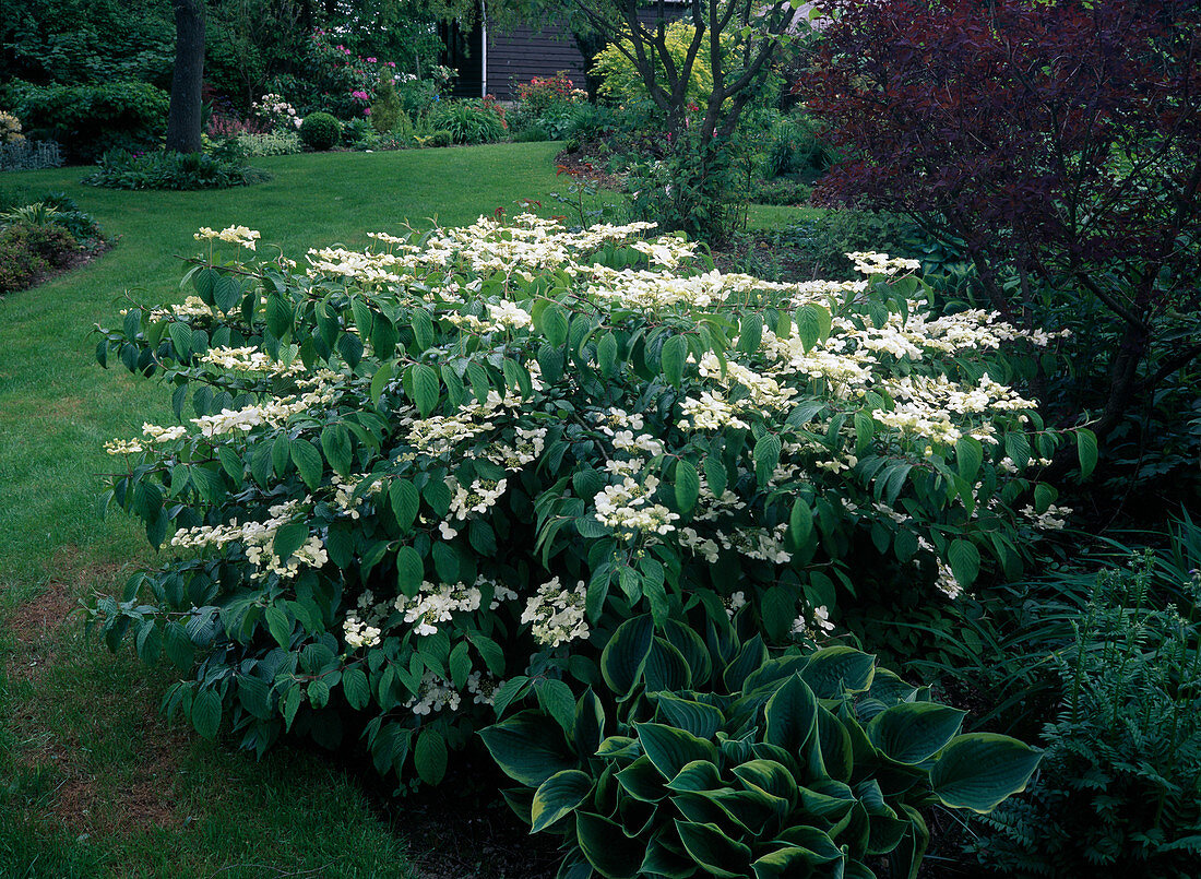 Viburnum plicatum 'Lanarth' (Japan-Schneeball), Hosta (Funkie)