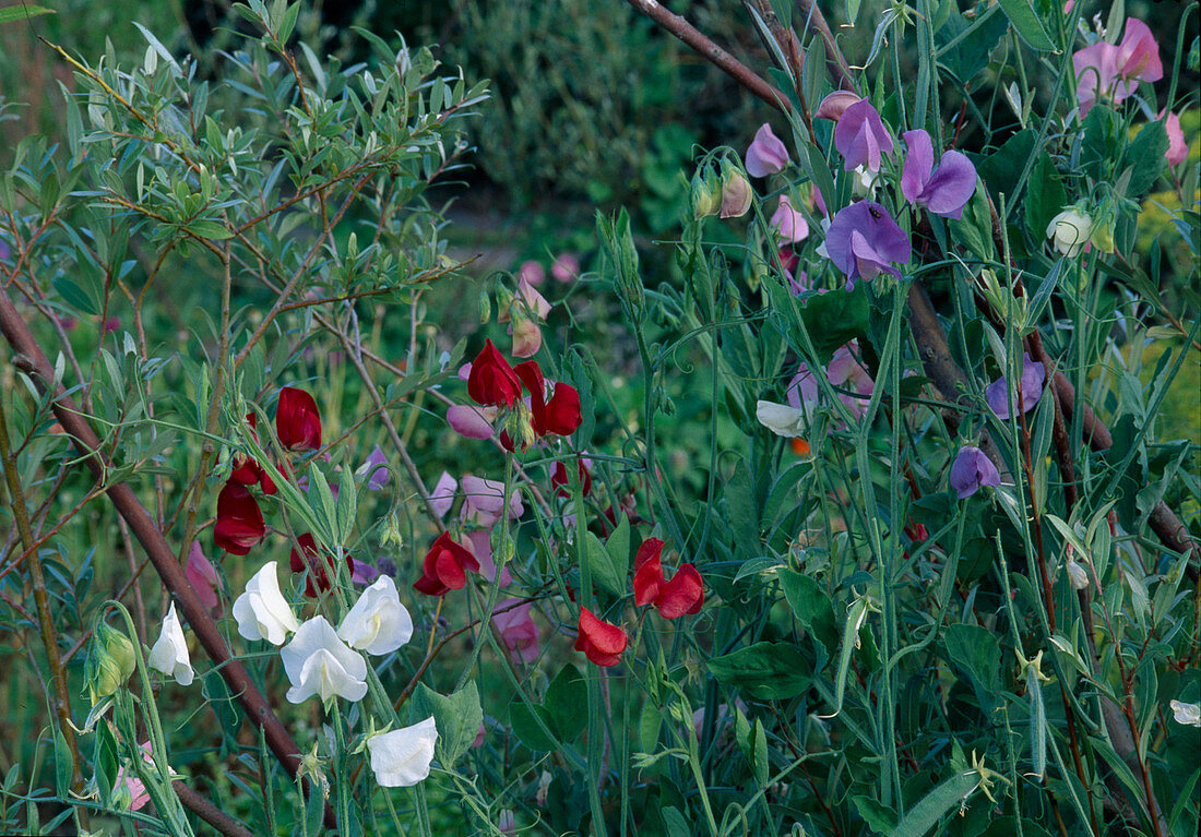 Lathyrus odoratus (sweet pea)