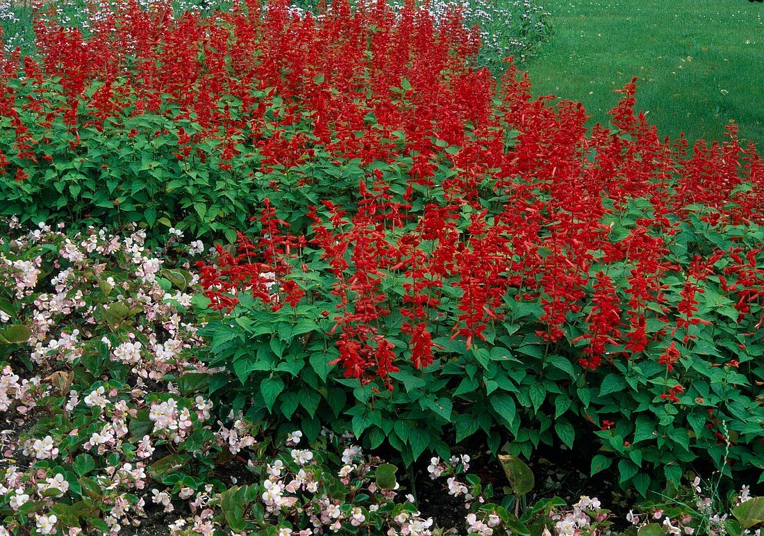 Salvia splendens 'Rambo' (fire sage), Begonia semperflorens (ice begonias)