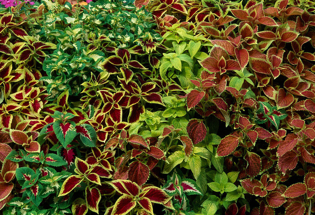 Solenostemon scutellarioides syn Coleus blumei (Buntnessel) bunt gemischt im Beet