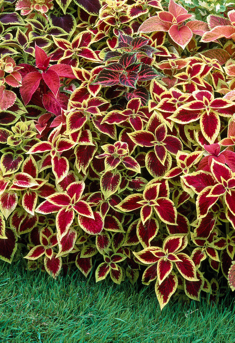 Solenostemon scutellarioides syn Coleus blumei (Buntnessel) bunt gemischt im Beet