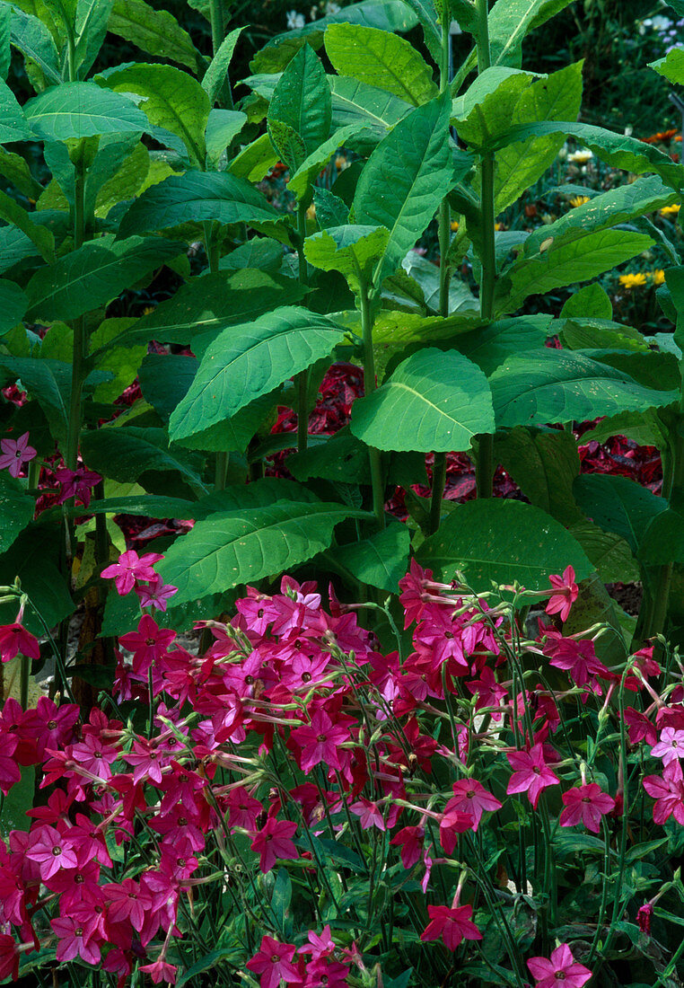 Nicotiana 'Domino Red' (ornamental tobacco), N. tabacum (tobacco)