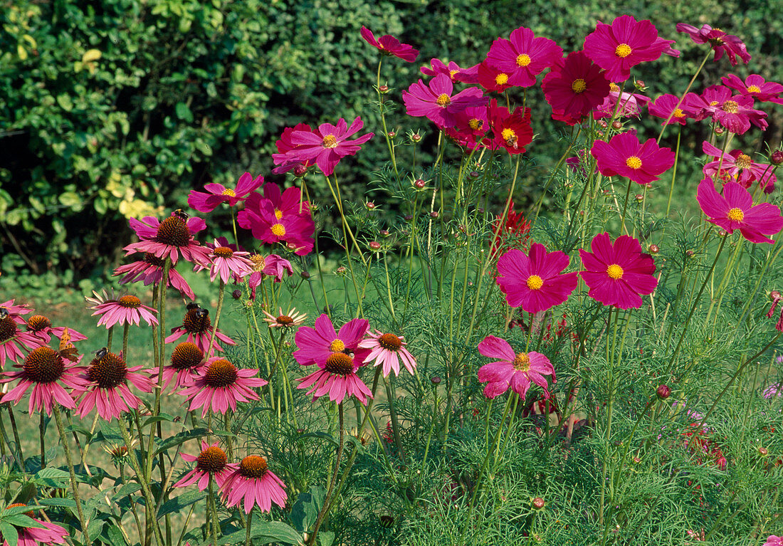 Echinacea purpurea (red coneflower) and Cosmos bipinnatus (jewel basket)