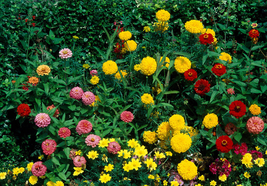 Zinnia (zinnias), Tagetes erecta (marigolds)