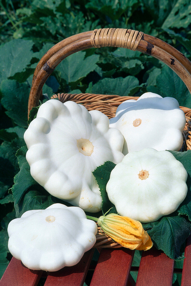 Freshly harvested Pattison pumpkins