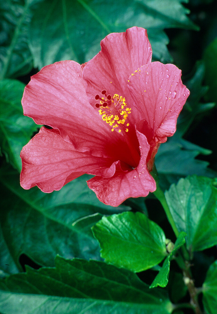 Hibiscus rosa-sinensis (rose marshmallow)