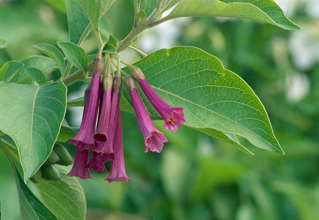 Iochroma cyaneum (Violet bush)
