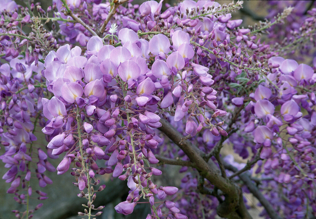 Wisteria 'Amethyst' (Blue vine)