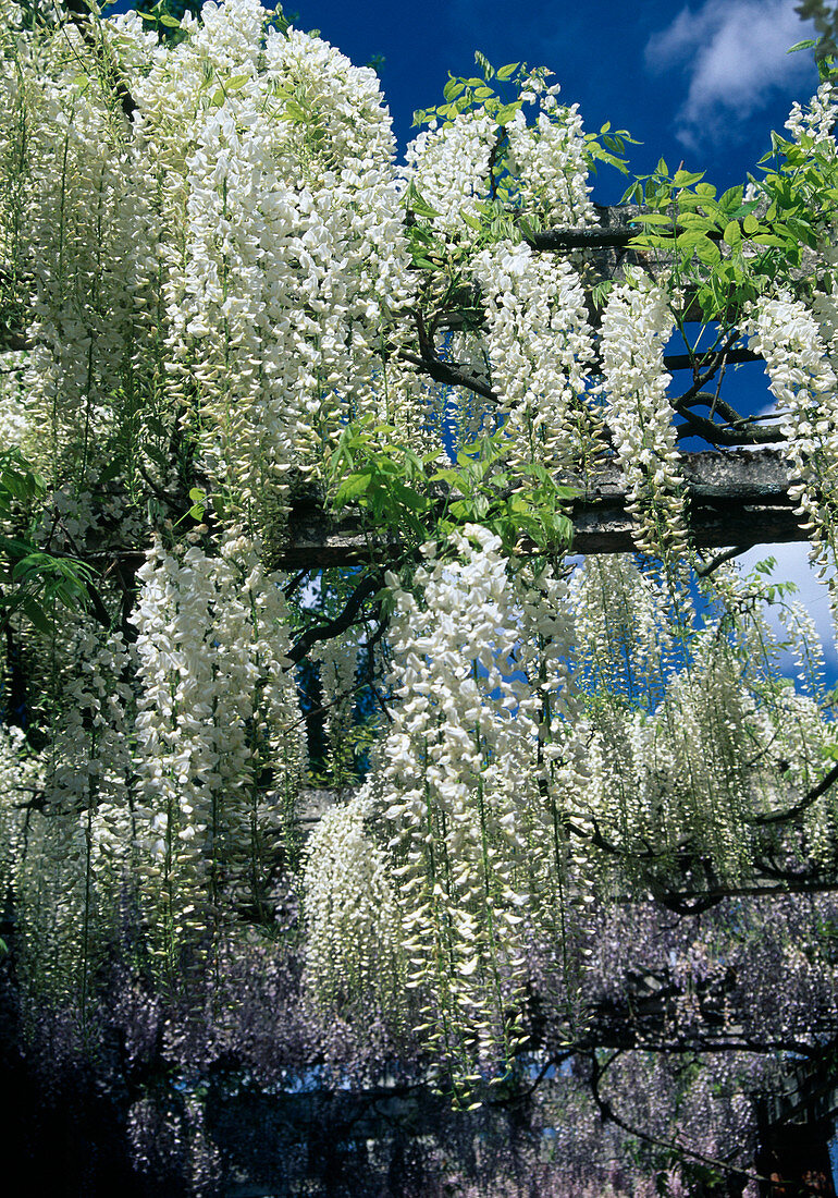 Wisteria Floribunda Alba