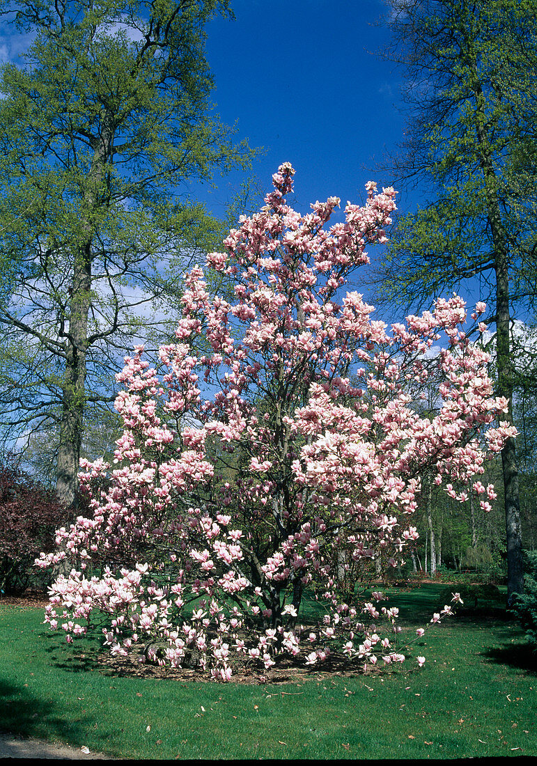 Magnolia × soulangeana (tulip magnolia)