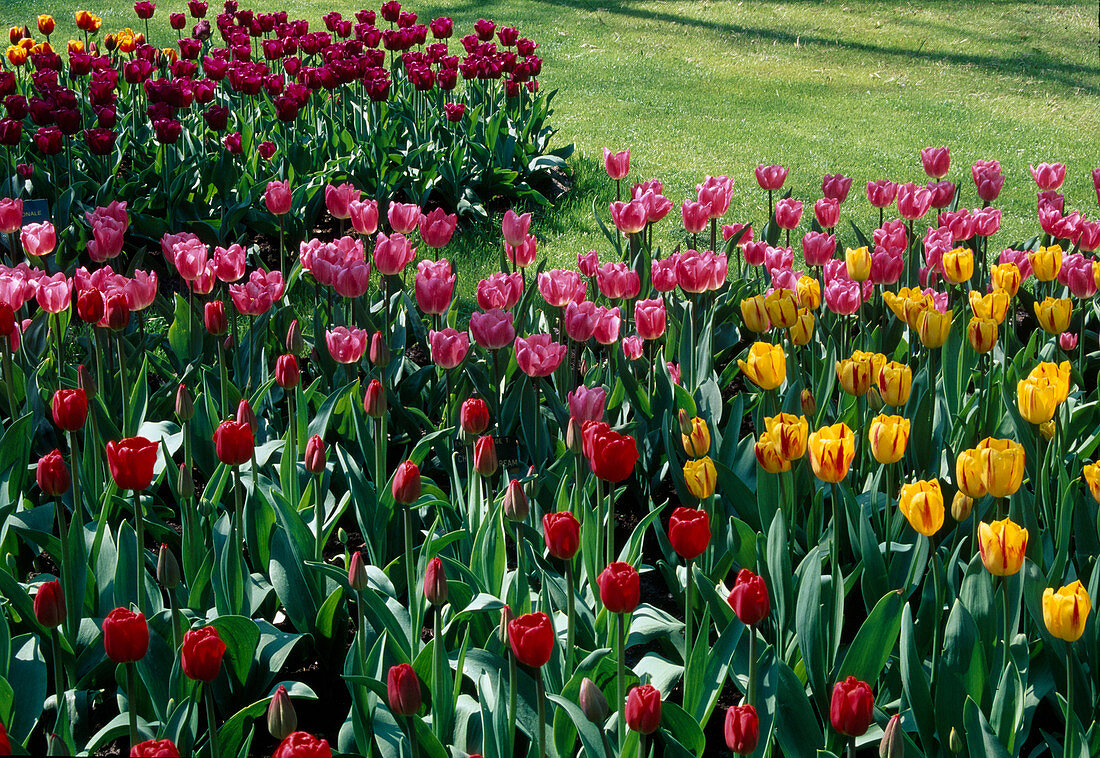 Tulipa (Tulpen)