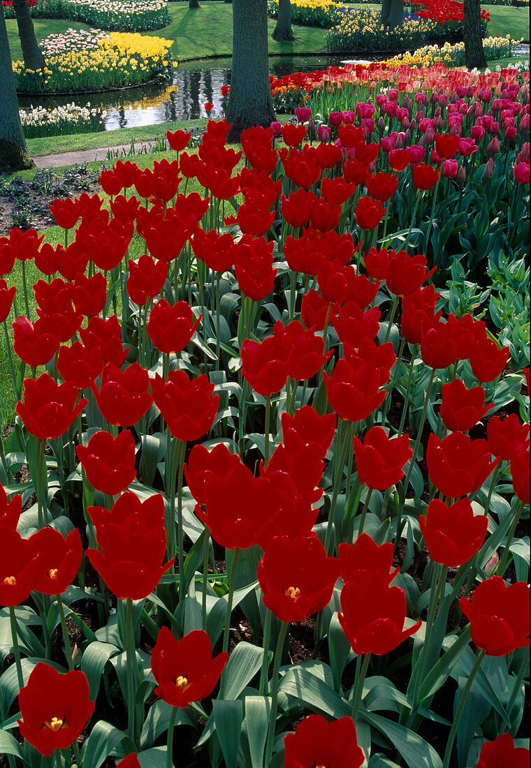 Tulipa 'Apeldoorn' (Tulips), Darwin hybrids