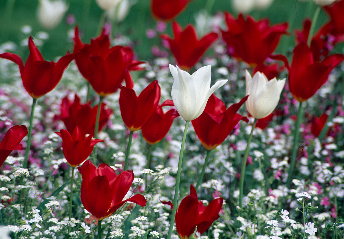 Tulipa (lilienblütige Tulpen)