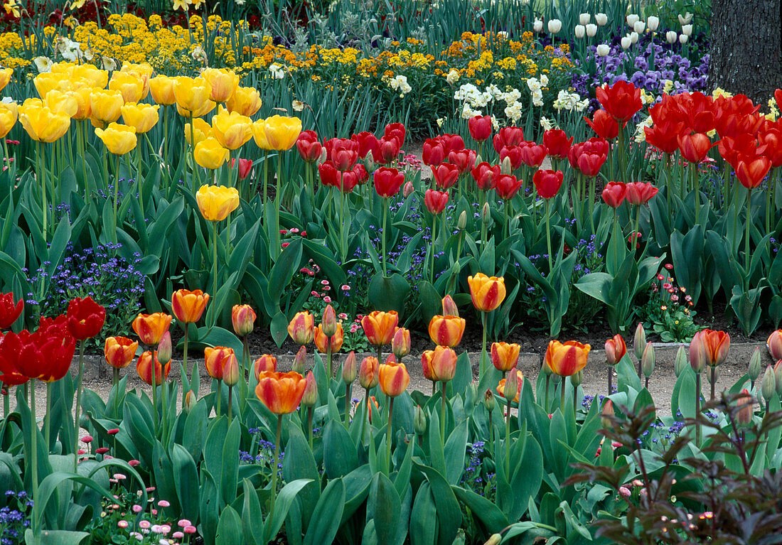 Colourful beds with Tulipa (tulips)