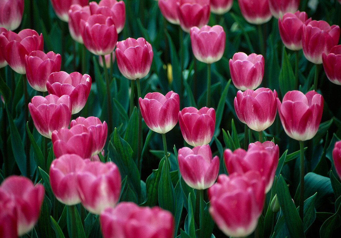 Tulipa 'Rosario' (tulips) Pink with white throat