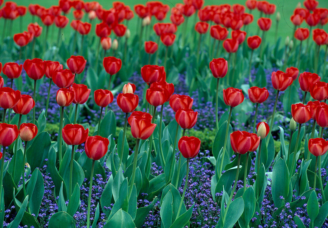 Tulipa 'Elisabeth Arden' (Tulips)