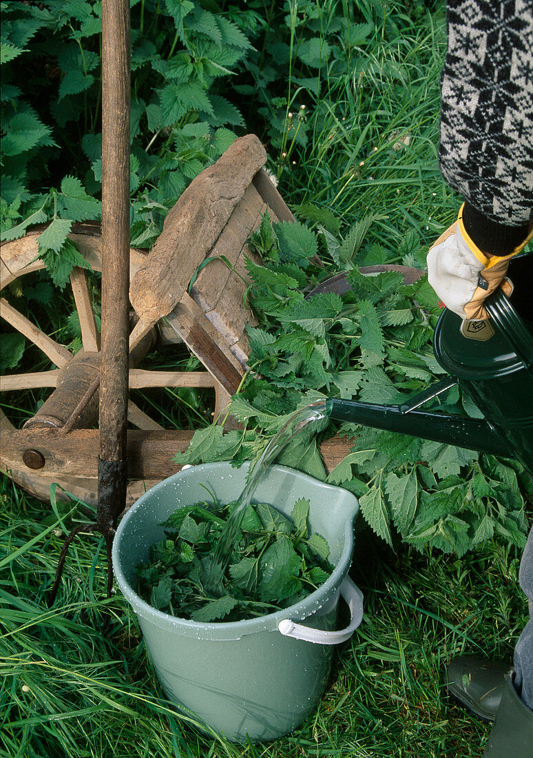 Nettle leaves in bucket with water