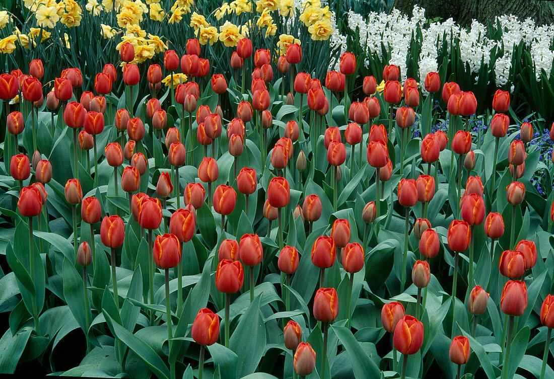 Tulipa 'Ad Rem'