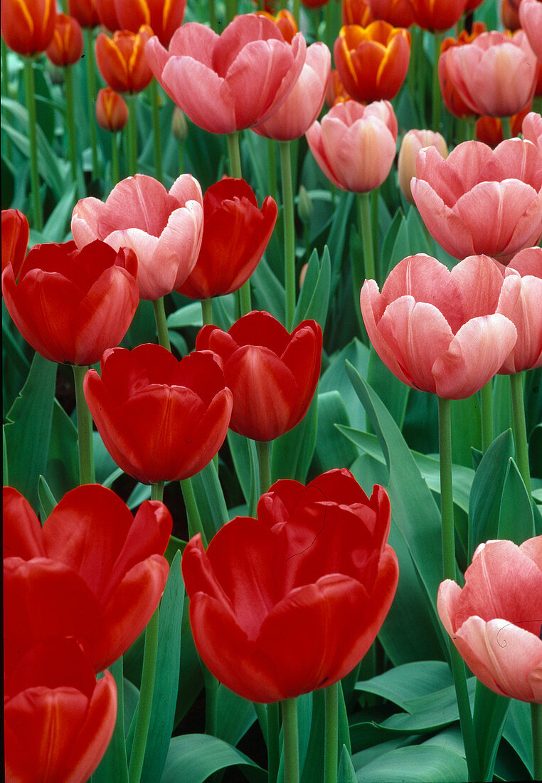 Tulipa (tulips) red and pink mixed