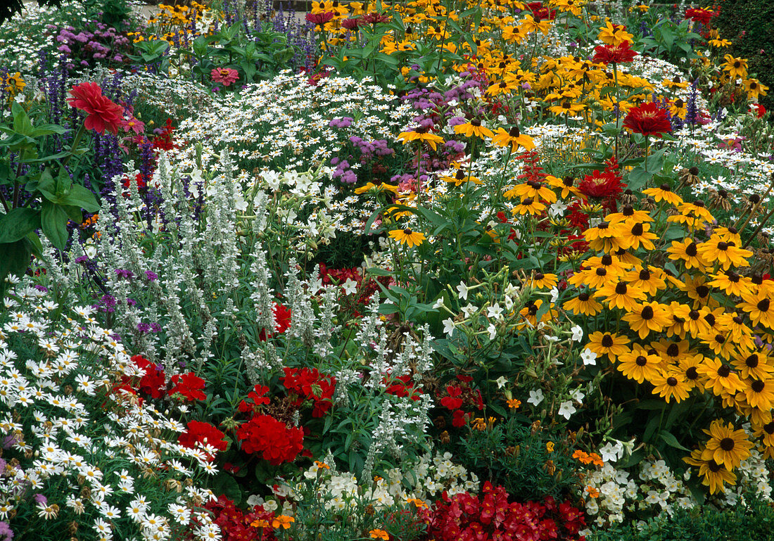 Colourful summer flower bed